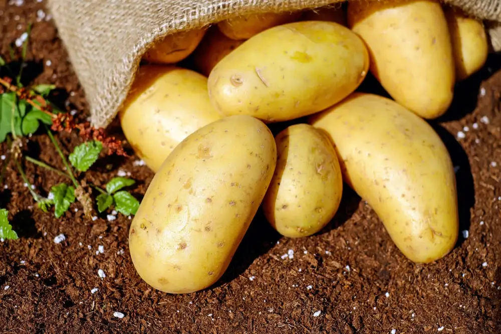 Parmentier Potatoes